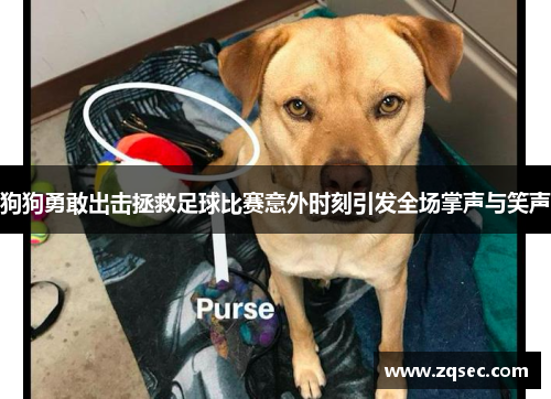 狗狗勇敢出击拯救足球比赛意外时刻引发全场掌声与笑声